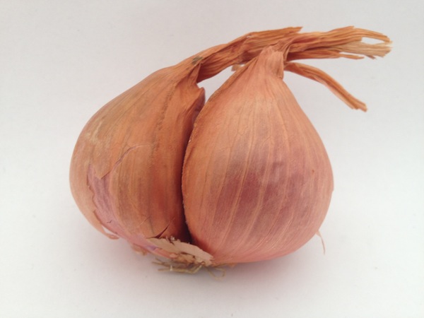 Shallot